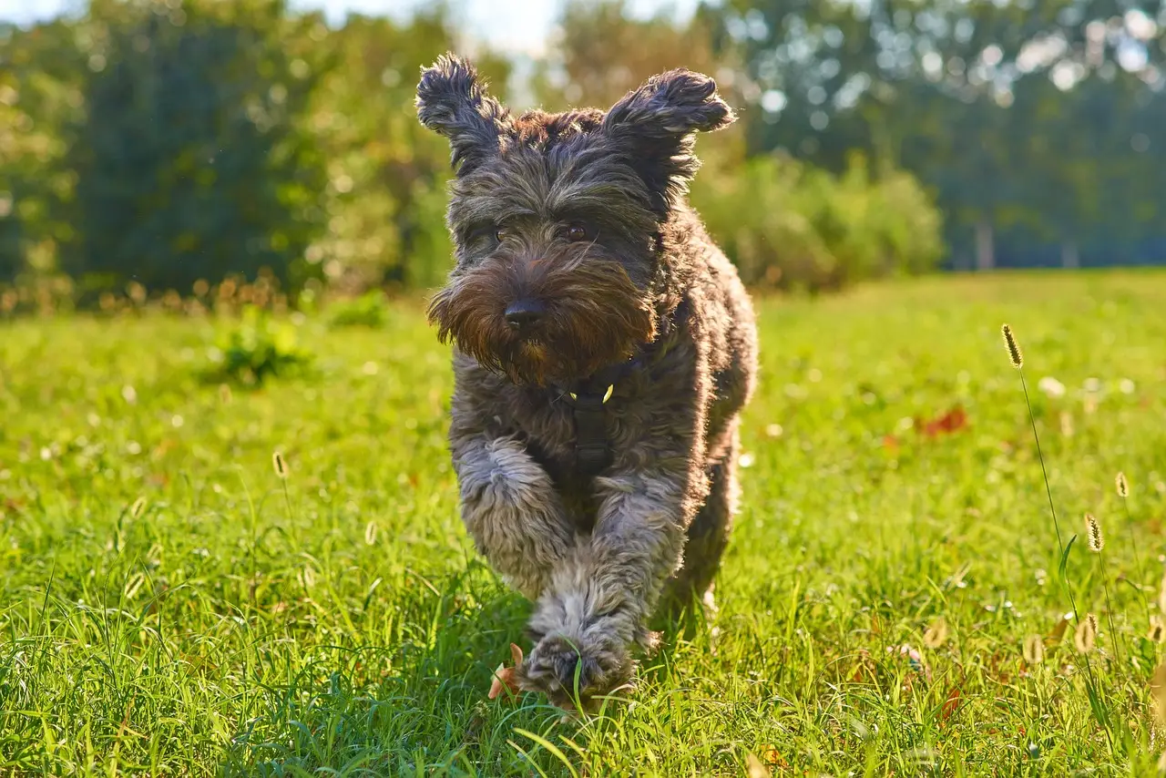 The Life-Changing Benefits of Canine Weight Loss: Small Wins Matter