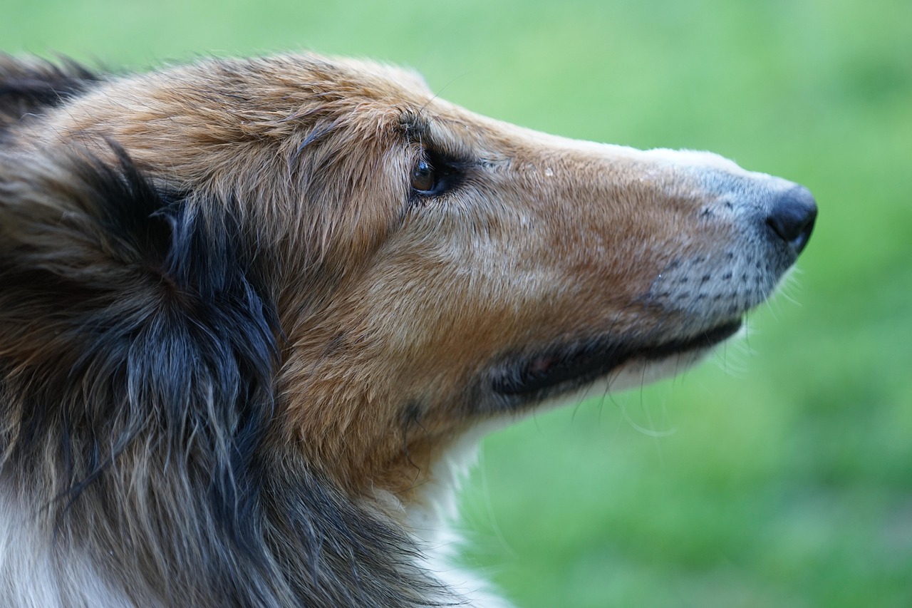 Epidemiologic determinants of antimicrobial resistance in feline urinary <em>Escherichia coli</em> in the United States.