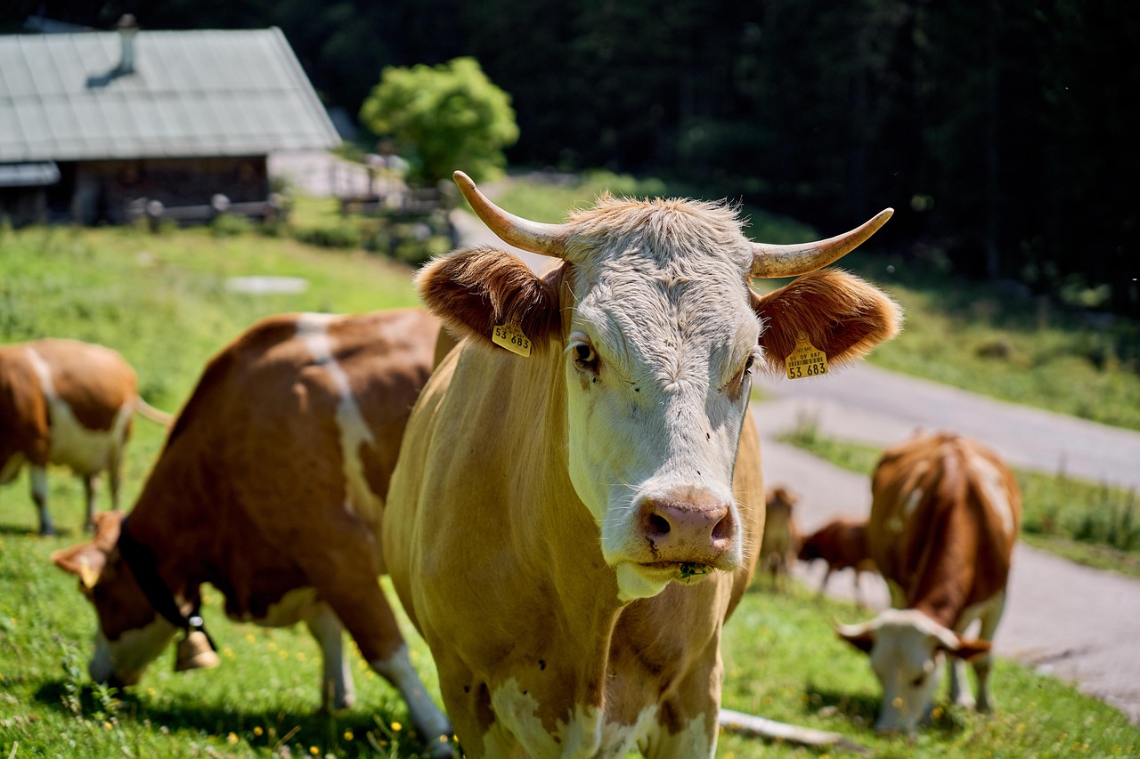 Texas livestock producers urged to stay alert as New World screwworm spreads north in Mexico - Brownfield Ag News