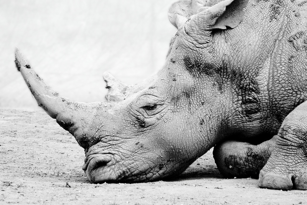 'Rhino tranq': CDC warns of dangerous veterinary drug spreading in illicit fentanyl supply - KATV