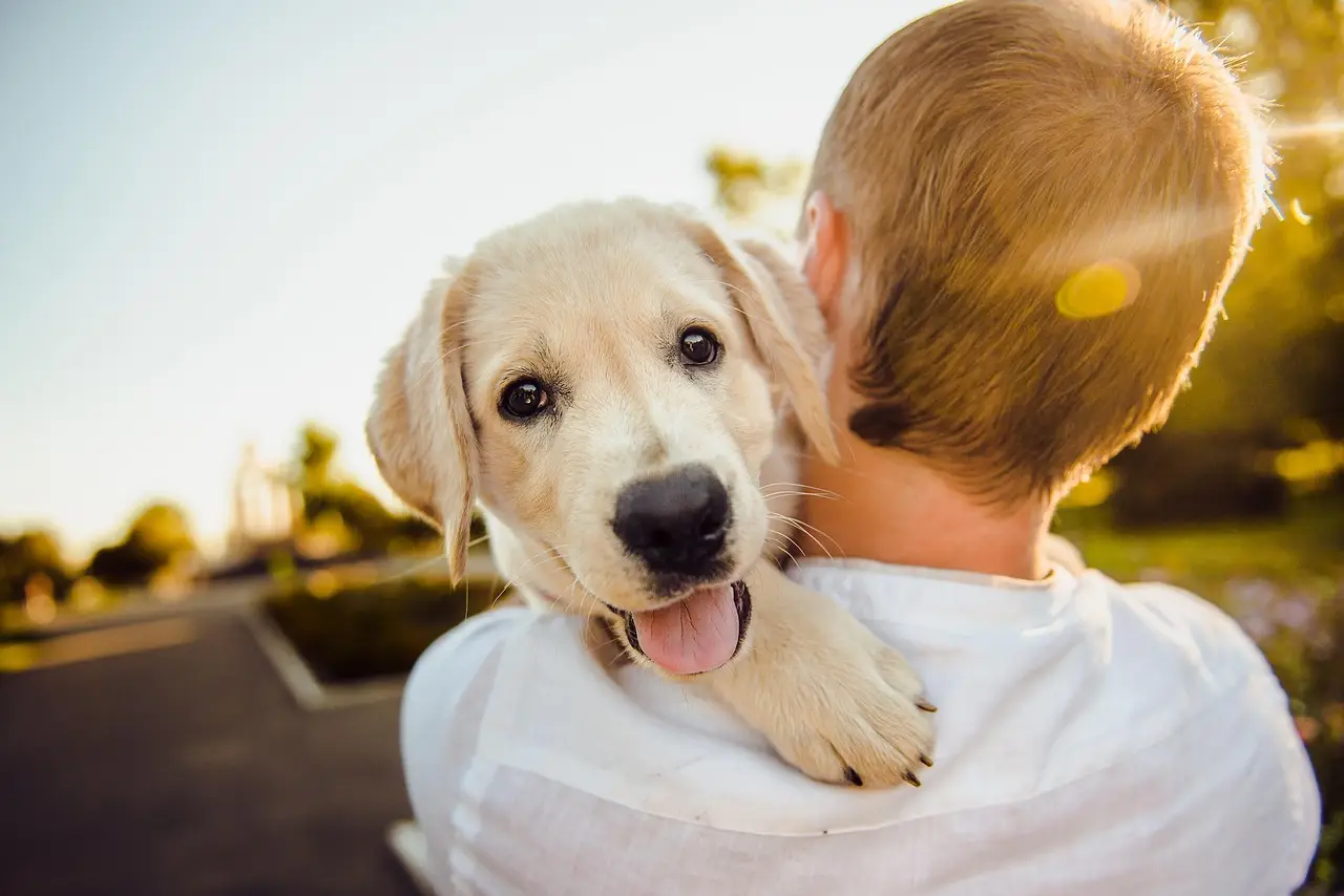 Why So Many Pet Owners Can’t Afford a Veterinarian - Capital & Main