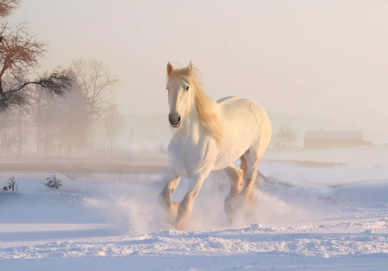 Over 60% of CT Horses Exposed to Leptospira, Study Finds - Mirage News