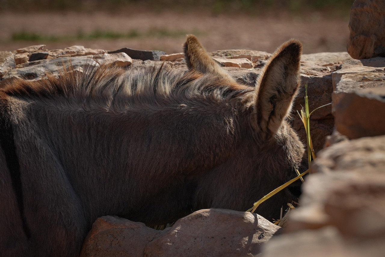 Feed innovation positioned as key to sustainable livestock health - avinews.com