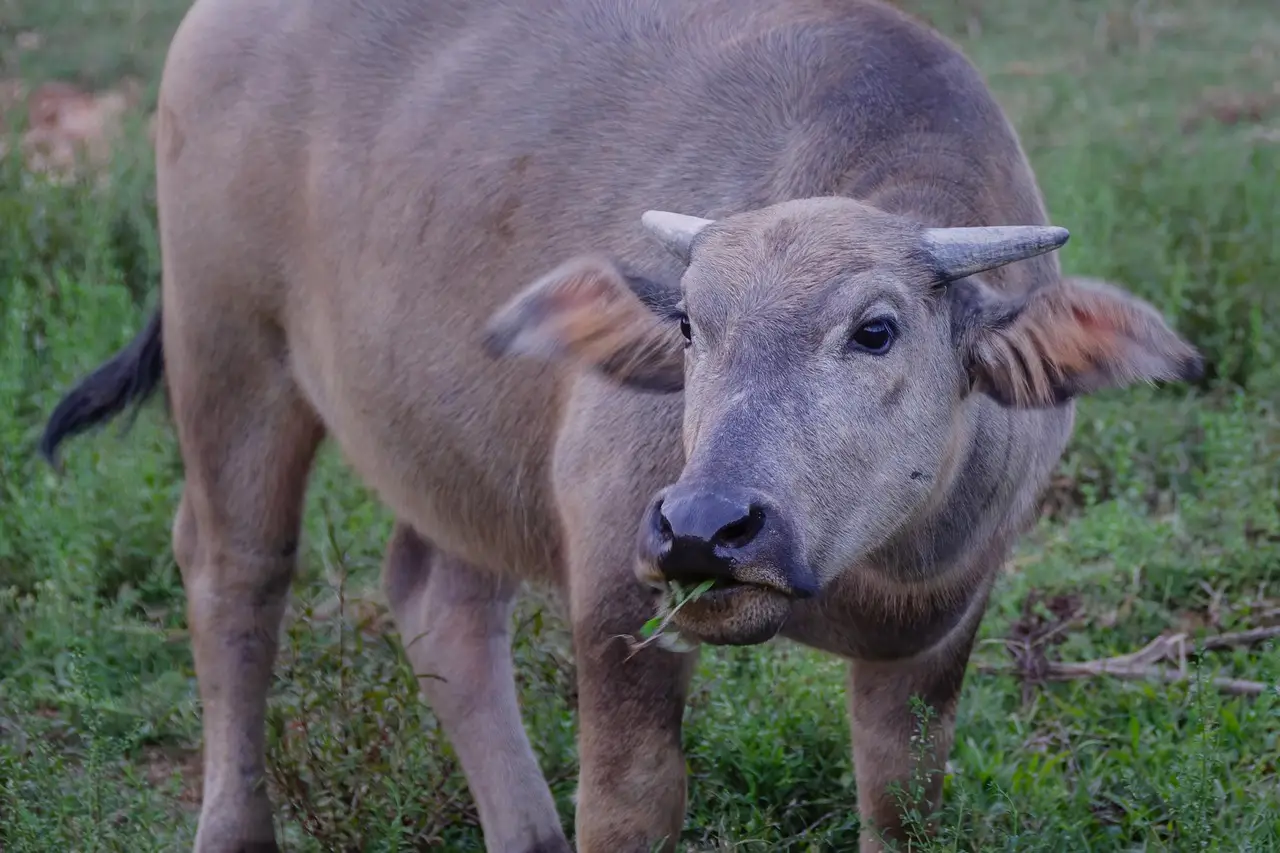 Queen’s researchers join major UN initiative to improve livestock farming and cut methane emissions - Love Ballymena