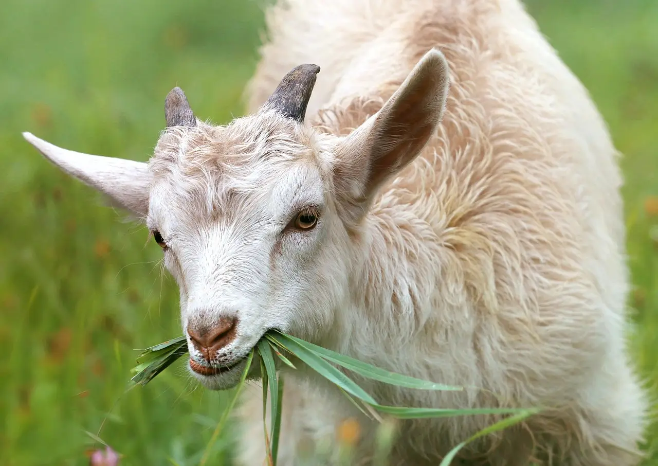 Healthy animals identified as key to UK growth, as government confirms work on livestock vaccine strategy - Politics.co.