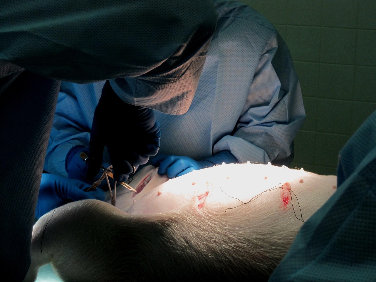 The future of veterinary medicine is human - American Veterinary Medical Association