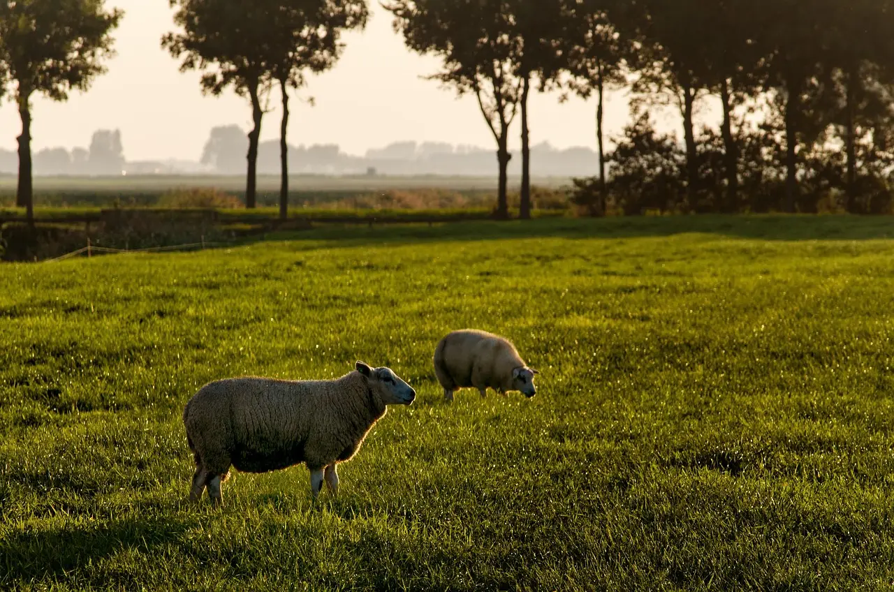 Rainfall After Drought Can Lead to Prussic Poisoning in Livestock - Morning Ag Clips