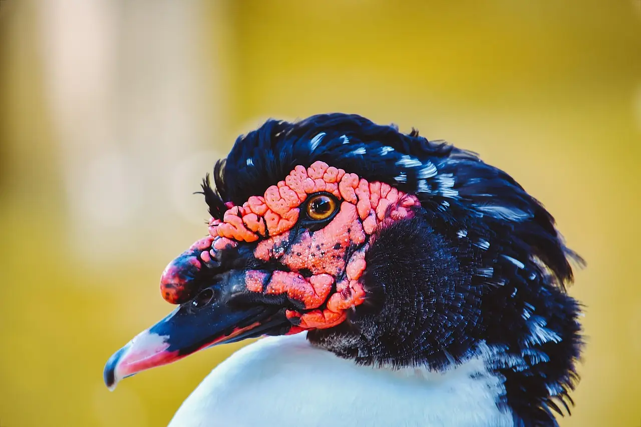 The First Isolation, Identification and Pathogenicity of a Goose-Origin Duck Astrovirus Type 3 Strain