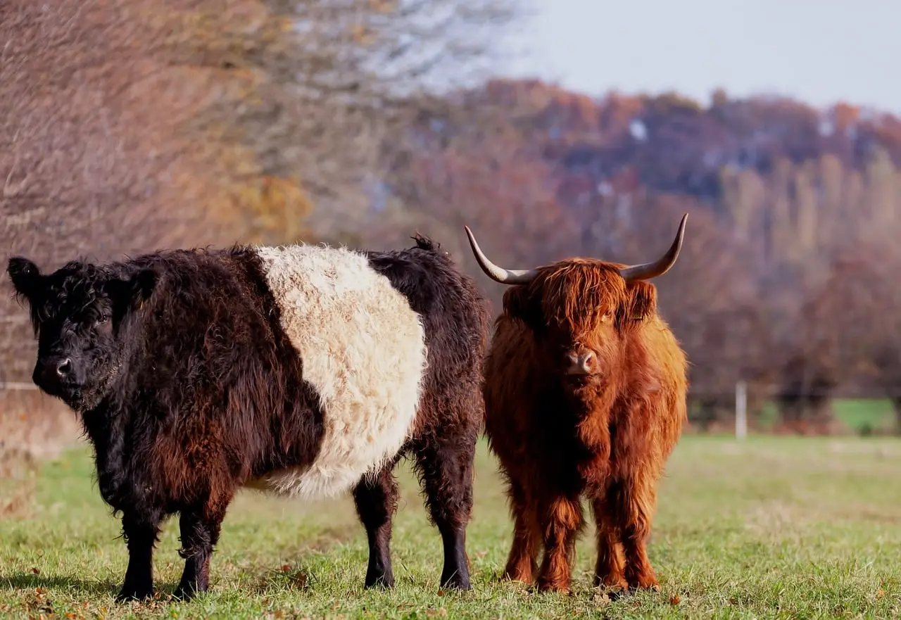 Medgene and FFAR Partner to Develop New World Screwworm Vaccine for Cattle - AgNet West