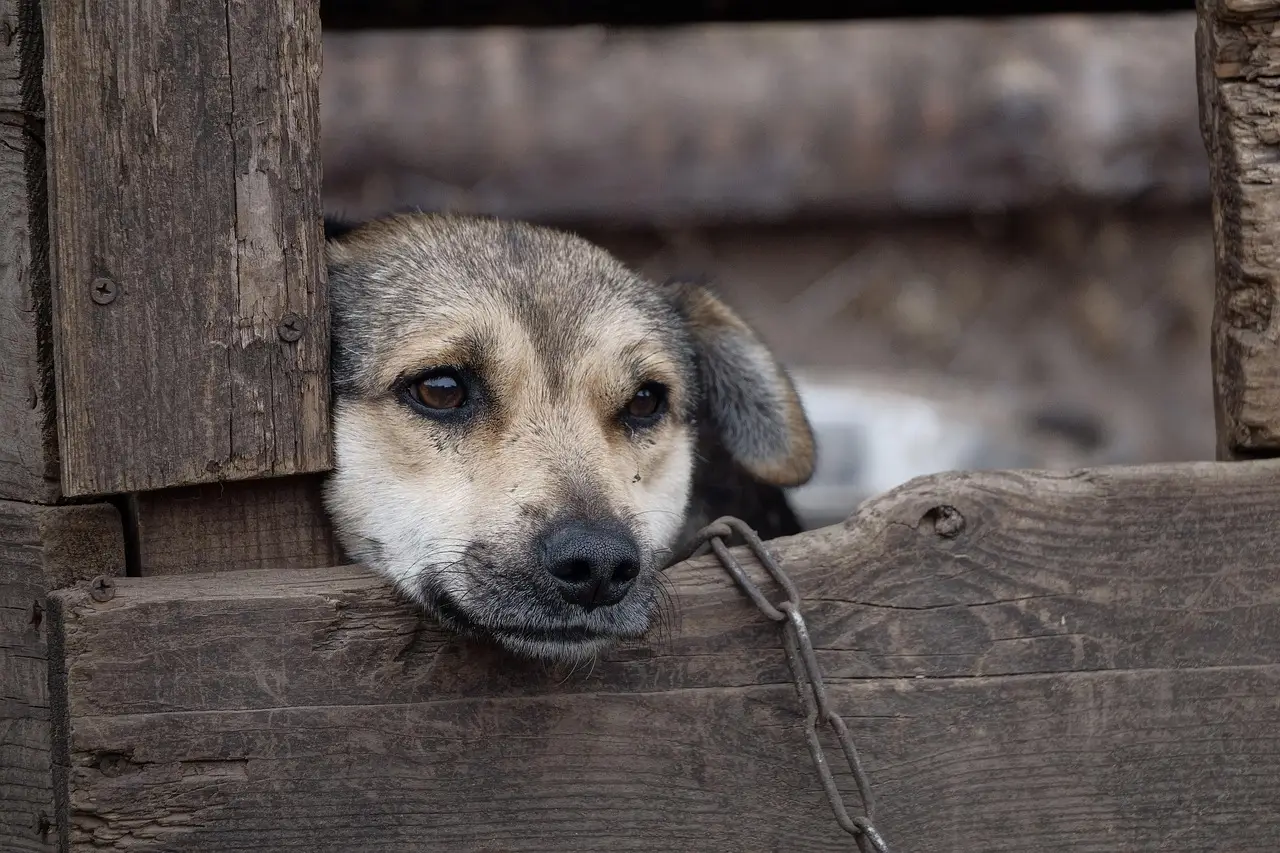 Contributor: The spay-neuter mandate does needless harm to Angelenos - Los Angeles Times