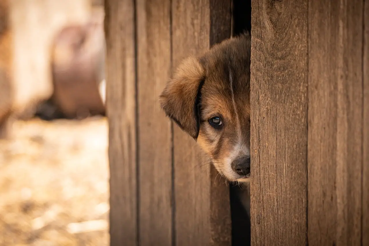 Compressed heartworm treatment shows 95 percent efficacy