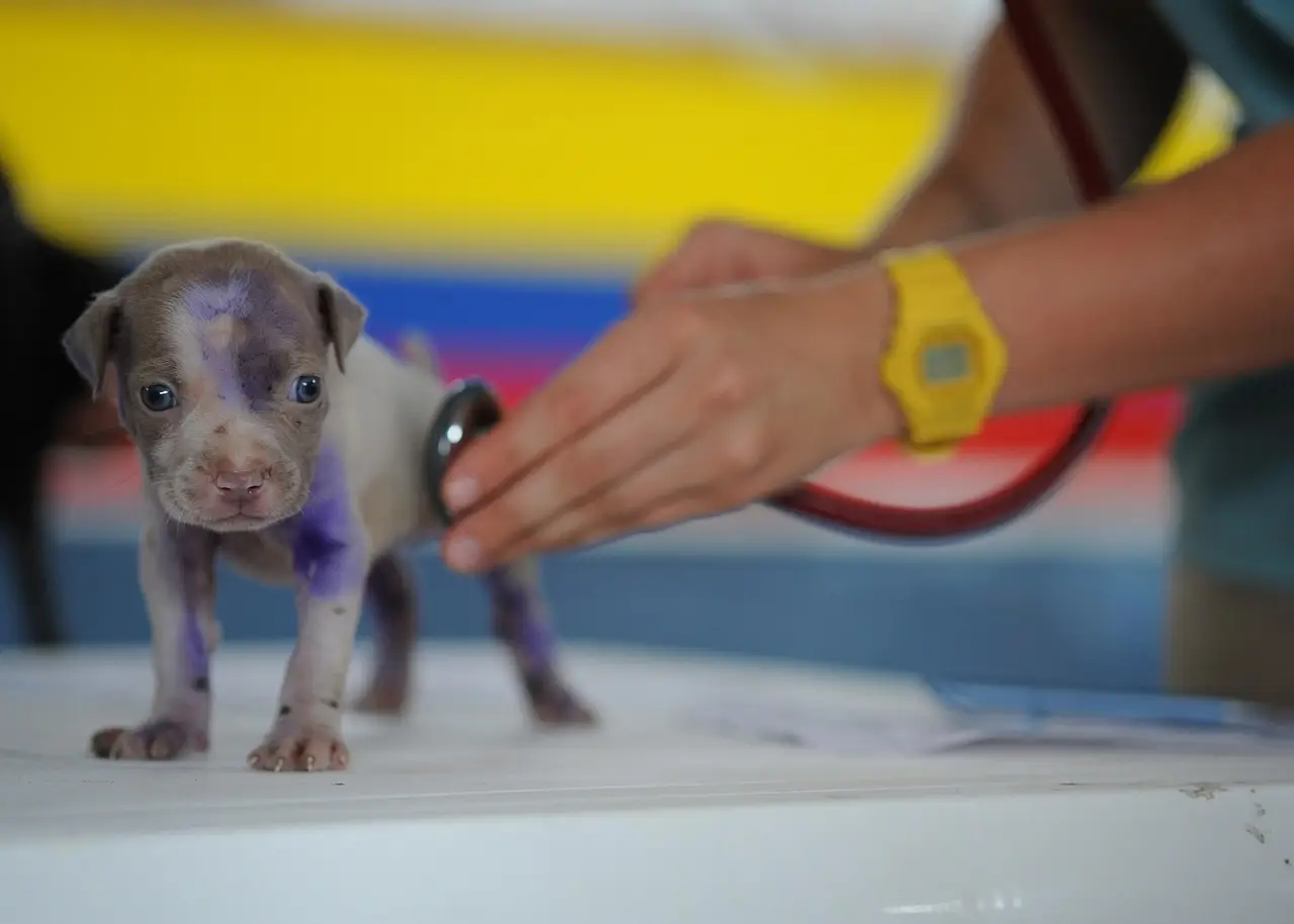 What's the ROI on AI in veterinary practices?