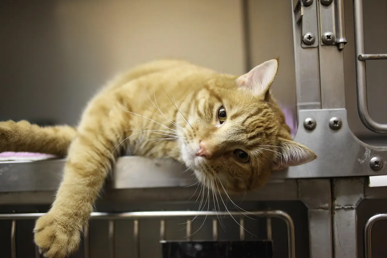 Diagnosis and Treatment of Feline Chronic Rhinosinusitis